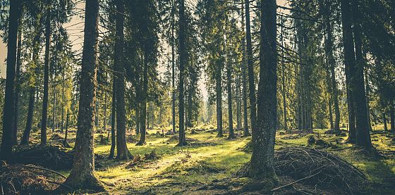 Forests at the Core of the Thesis - PEFC Graduation Award